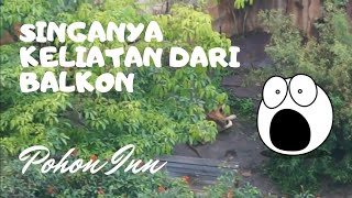 JALAN SUTRA - ROOM TOUR SERU POHON INN, HOTEL BERKONSEP ALAM