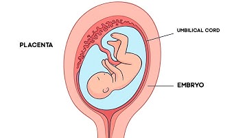 Placenta Explained | Structure and Function of Placenta in Pregnancy
