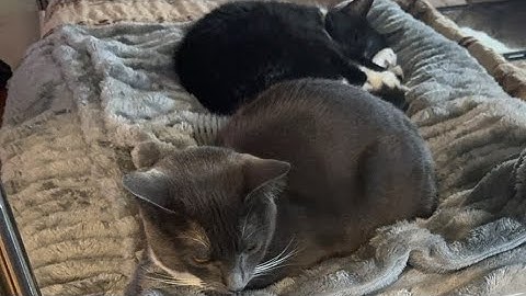 Cat videos JTB The Cat Lounge: Relax & Watch live cat cam