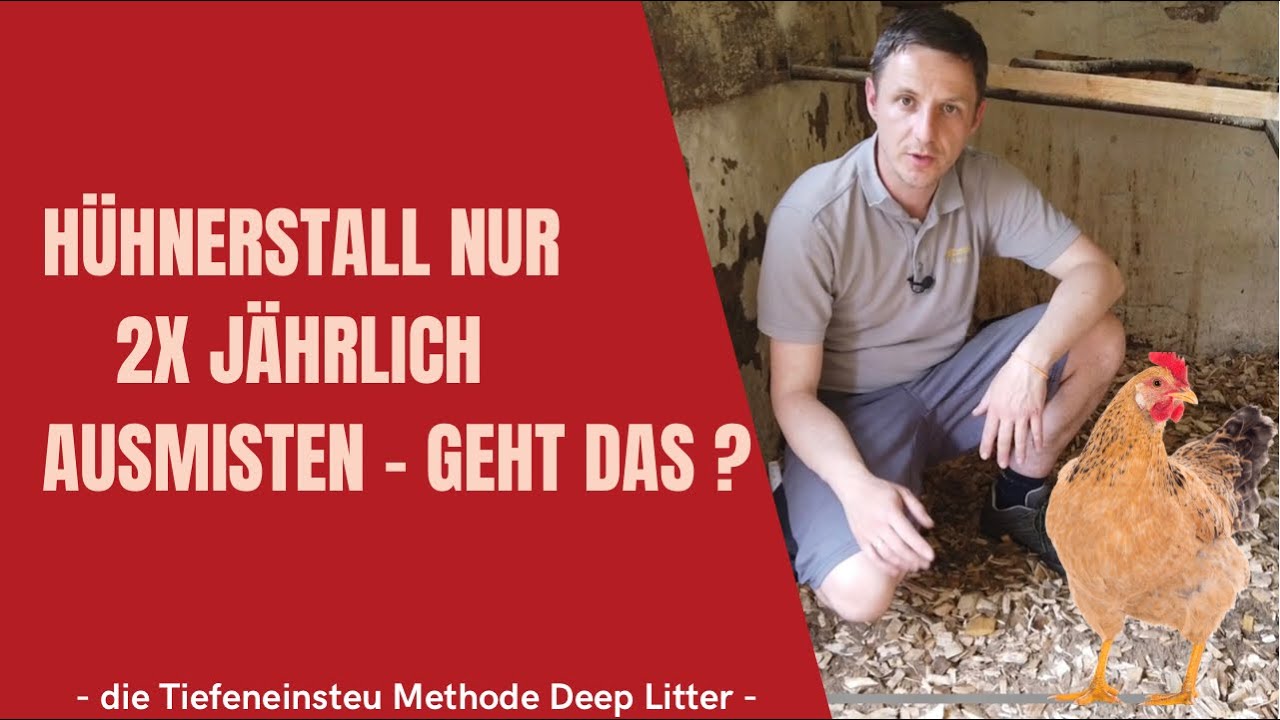 Hühnerstall nur 2x im Jahr ausmisten geht das ? Deep Litter a‘la 
