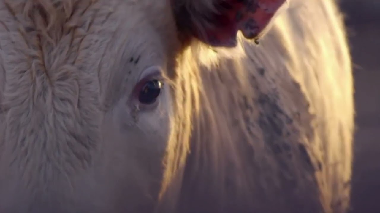 QuantifiedAg ClipCompressed 1