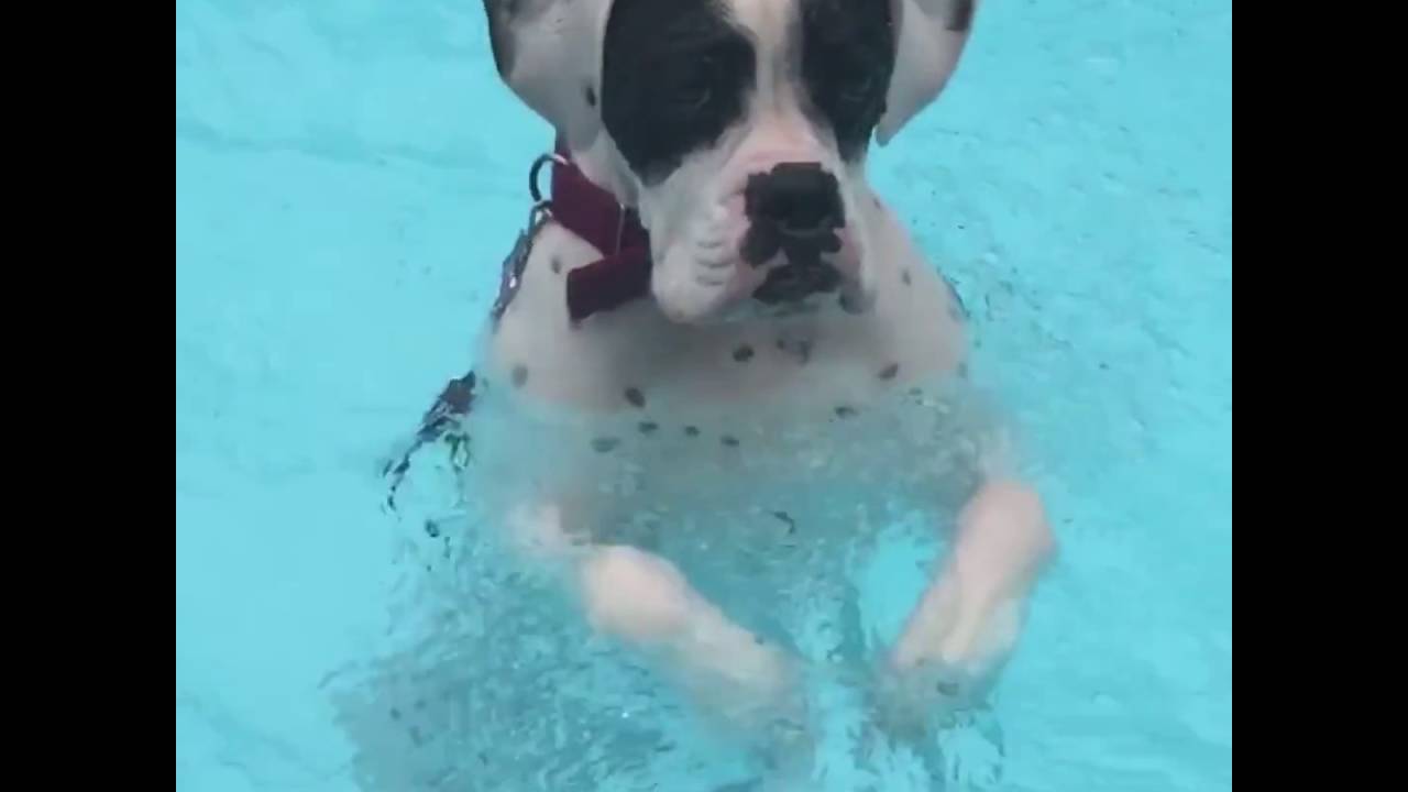 Perro se relaja en la piscina como un humano - YouTube