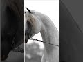 بدوي بدوية خيل عربي اصيل خيل اشتراك طبيعه طبيعة خلابة خيل العرب