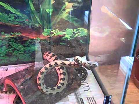 Jag carpet python wobble