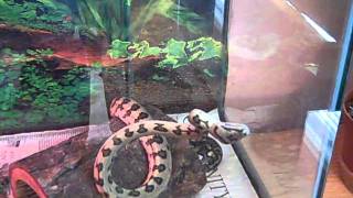 Celebrity Jag carpet python wobble Net Worth