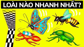 Loài Nào Sẽ Chiến Thắng Trong Cuộc Đua Của Những Con Bọ