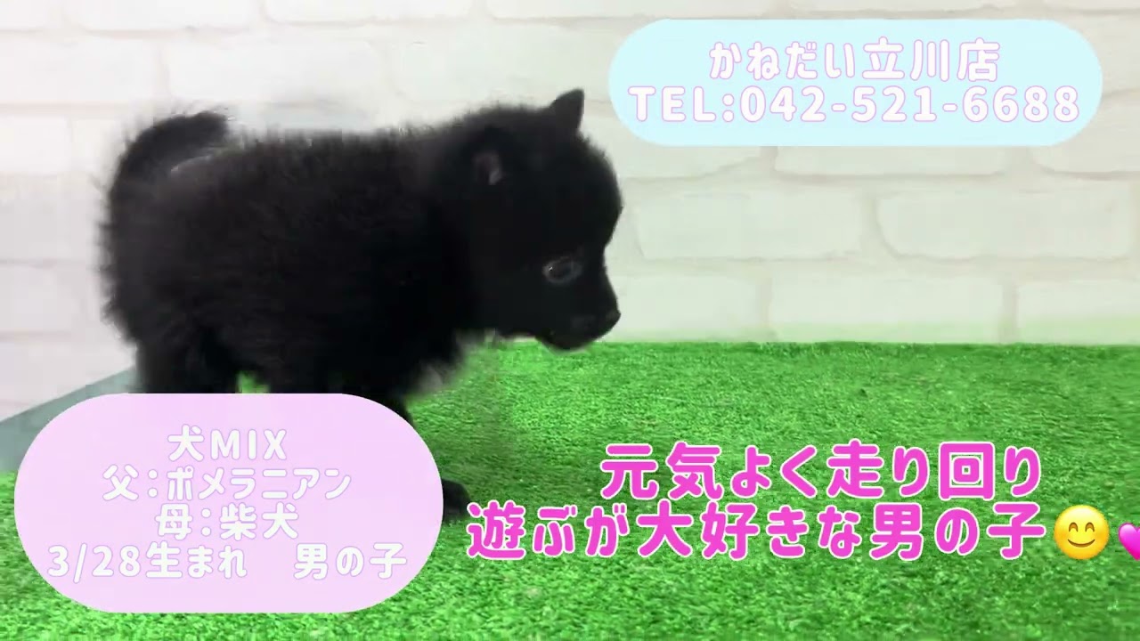 価格の安い【動画あり！】犬MIX（父：ポメラニアン×母：柴犬