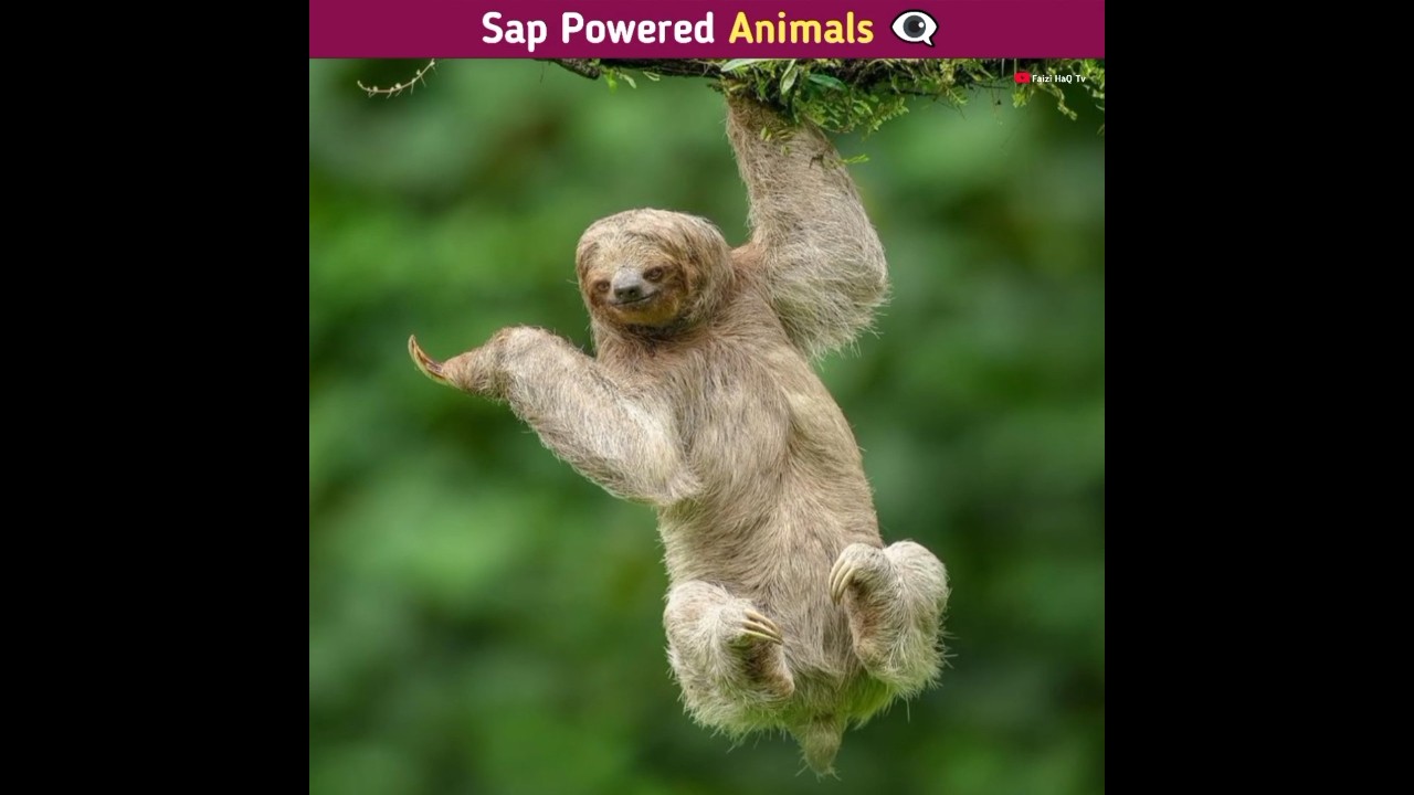 Top 3 Animals That Survive on Tree Sap 