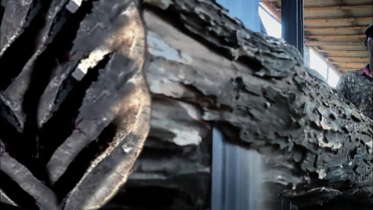 Extinct Timber Destruction of 1000 year old ancient teak wood in sawmill this is what ...