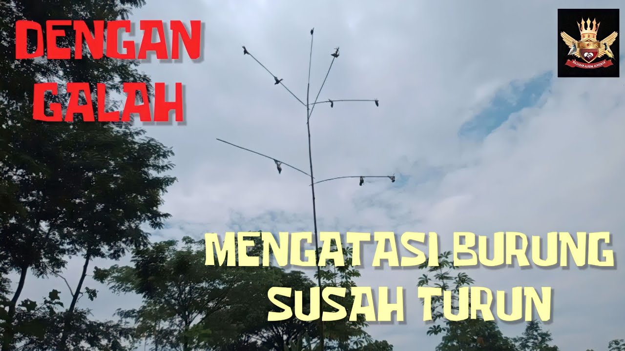 Mikat Burung Menggunakan Galah Bambu || Efektif Mengatasi Burung Susah Turun & Tidak Mau Mendekat