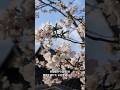 混雑を避けた桜🌸お花見スポット 東本願寺 #japan #kyoto
