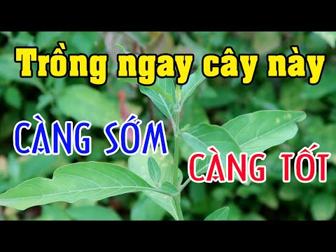 Trồng Cây Bạch hạc (Kiến Cò) Ở Vườn Nhà Hơn Cả Tiền Triệu Đồng Mua Thuốc | THAODUOC.NET | Foci