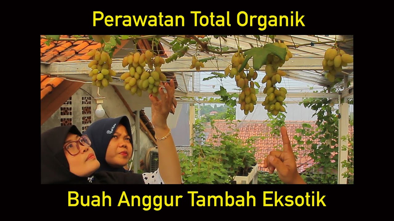 Taman Anggur Full Organic. Begini Penampakannya