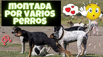 ¿Pueden tener cachorros juntos un perro y una perra?