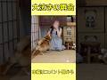 離れて暮らす大好きなお姉ちゃんがお部屋に隠れていたら大泣きした柴犬てぃーだ #柴犬 #柴犬てぃーだ #shiba