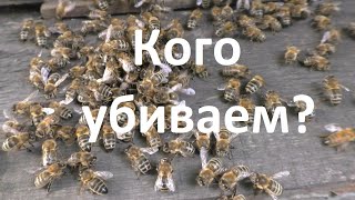 Могут ли пчелы убить свою единственную матку