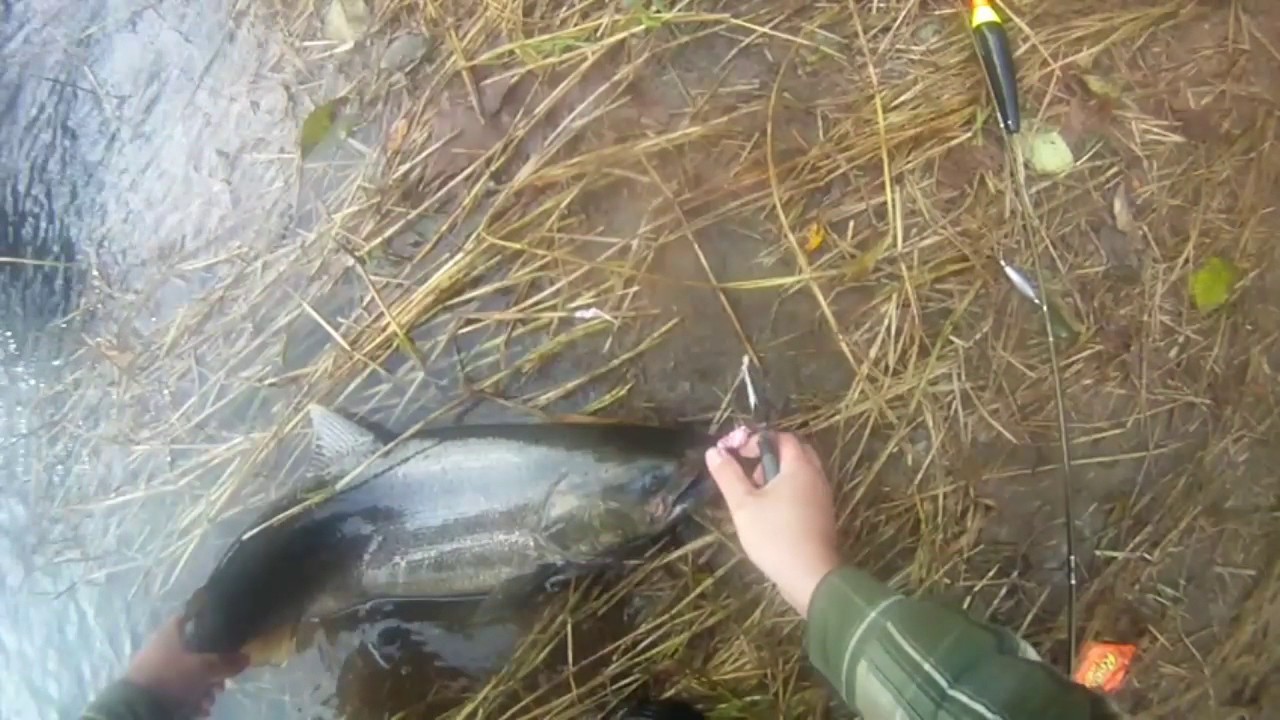 Bobber n Egg Chinook salmon fishing 2016 - YouTube