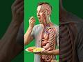 What Happens Inside Your Body When You Eat Eggs? | 3D Medical Animation