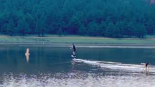 Ladder Start Hydrofoil