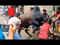 Beautiful Black Angry Cow Qurbani At Puran Dhaka 2021 || Cow Lover's