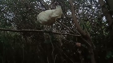 me nyaum lau qaib dib dawb qua zoo heev nawb 2022