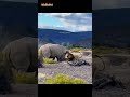 Rhino Lethal Strike: Lion Falls Victim 😱