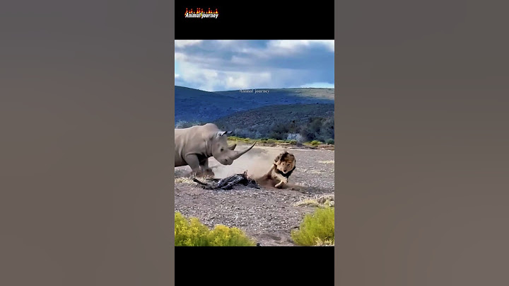 Rhino Lethal Strike: Lion Falls Victim 😱