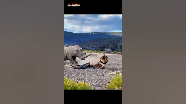 Rhino Lethal Strike: Lion Falls Victim 😱 thumbnail