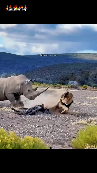 Rhino Lethal Strike: Lion Falls Victim 😱