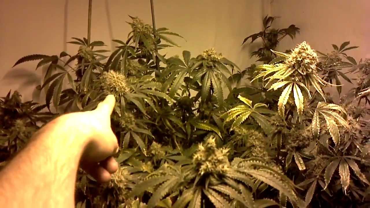 KUSH GROW part 9 Christmas Day 49 of Flower YouTube