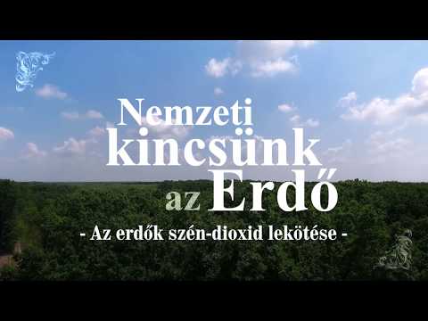 Nemzeti kincsünk az Erdő_Az erdők szén-dioxid lekötése