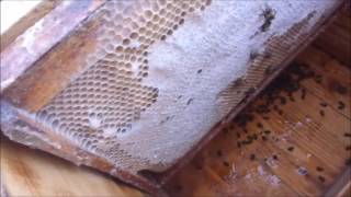 Зимовка пчел под пленкой и сырость в улье