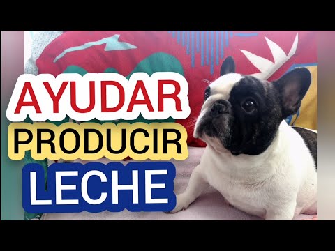 Video: Cómo ayudar a un perro a producir más leche para sus cachorros