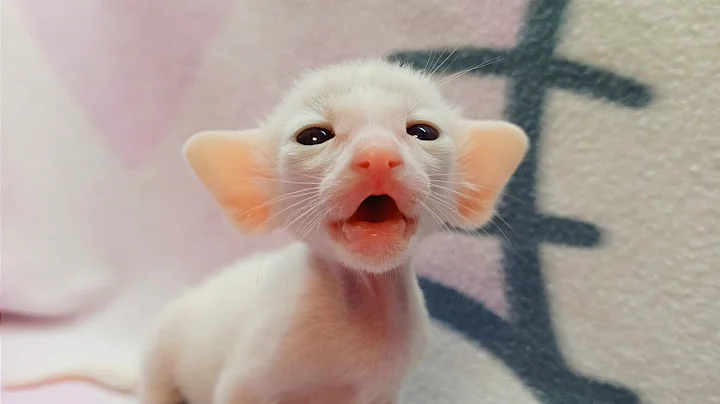 Watch the video about Kitten looking and calling his mom 💝 so cute 😘💕 #shorts #cat #video #cute #sweet #otocat #oriental