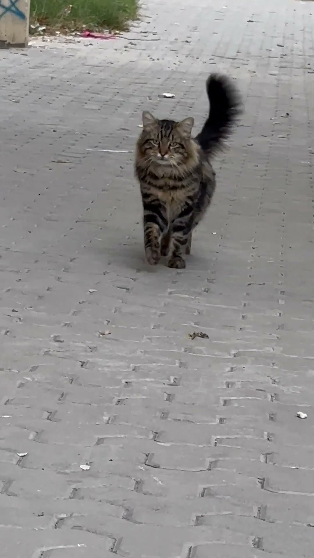 Cat Struts for the Camera || ViralHog