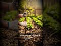 How to Grow Tomatoes From Seed (Fast Method) #plantshorts