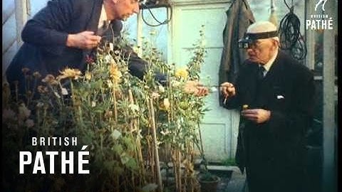 Chrysanthemum Grower (1958)