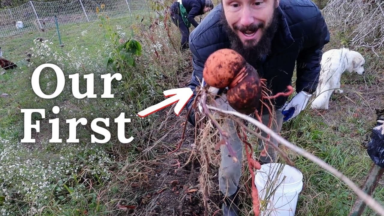 Last Harvest for the Year & Fixing the North Roof of the 1930's Farmhouse