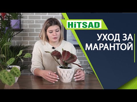 Видео: Ярки листа от маранта