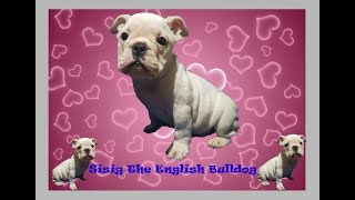 SISIG The English Bulldog by Restless TV 1,738 views 4 years ago 5 minutes, 11 seconds