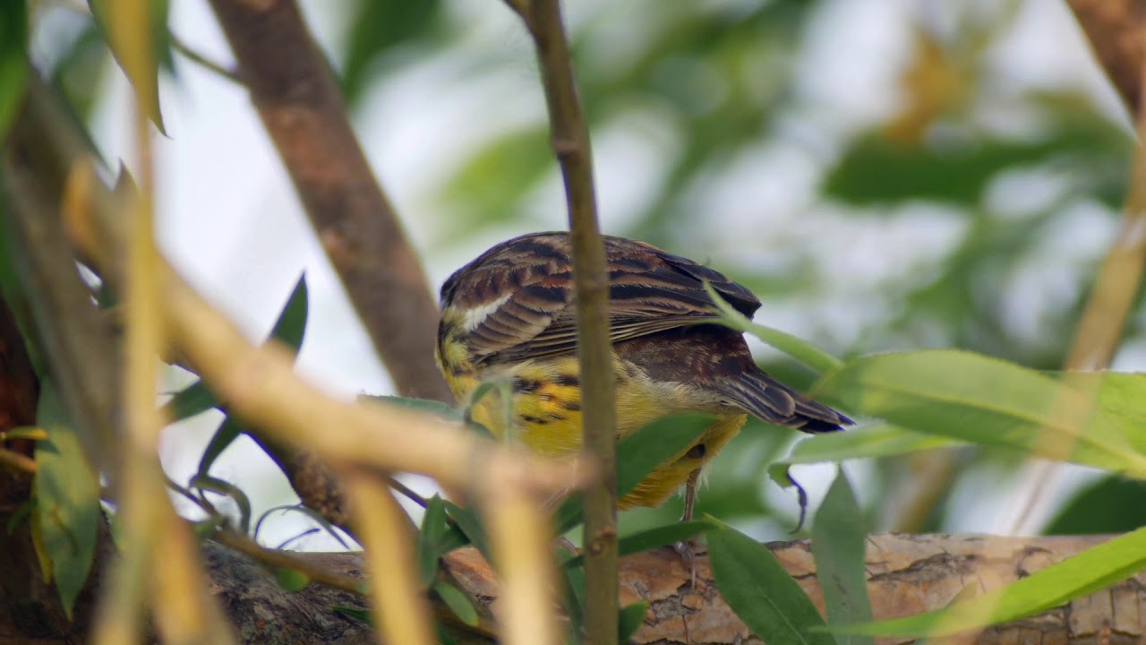 Yellow-breasted Bunting (Emberiza aureola) 