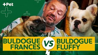 BULDOGUE FRANCÊS E FLUFFY SÃO A MESMA COISA? | CANAL MAIS PET