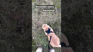 Мамин добытчик #wunjotravelcat #cat #wunjo #
