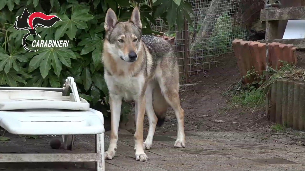 Carabinieri Forestali Sequestrati In Tutta Italia 229 Ibridi Tra Cane E Lupo Selvatico Youtube