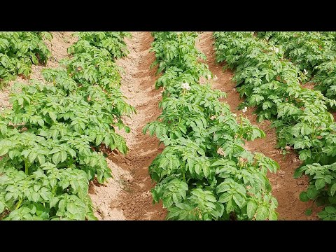 الفرق بين البرسيم الحجازي الأمريكي والاسترالي وأيهما افضل 2025