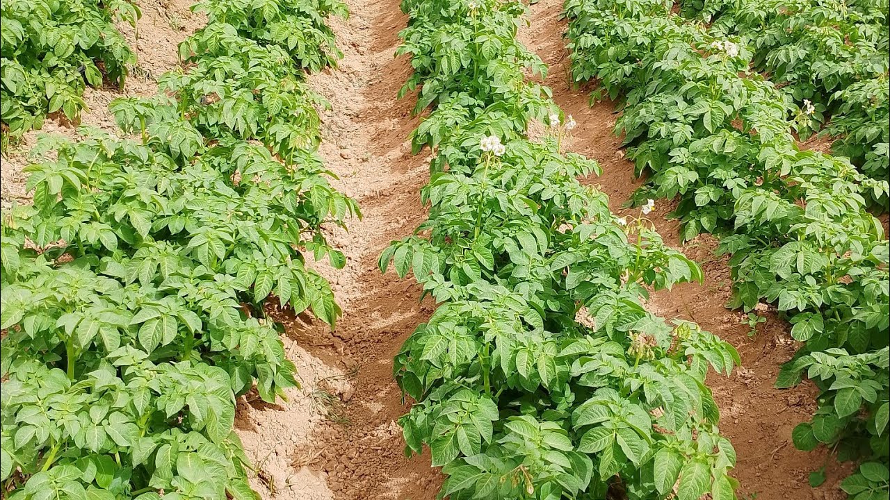 الفرق بين البرسيم الحجازي الأمريكي والاسترالي وأيهما افضل 2025