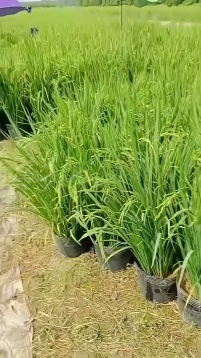Innovation in Planting Rice in Pots, Solution for Unproductive Land #agriculturalinnovation
