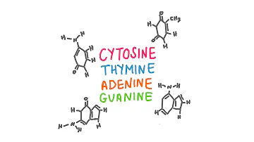 Pourquoi les séquences de nucléotides Peuvent-elles être représentées à l'aide des seules bases azotées ?