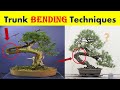 Bonsai Trunk Bending Techniques | How to Bend a Trunk ? | Part 2
