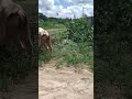 Bull For Sell Dume Langombe Linauzwa Bull For Sell Dume Langombe Linauzwa